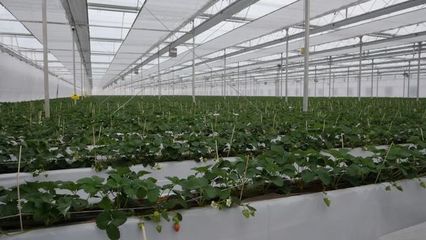 區委書記郝憲慶率隊赴滬、魯洽談簽約 深化農業合作引領現代化溫室發展